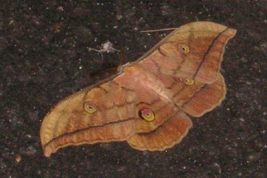 ����ȉ�i�������炢�̑傫���j�[�I