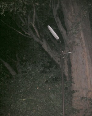 この街灯だけ点いてなかった