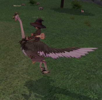 野生のダチョウ