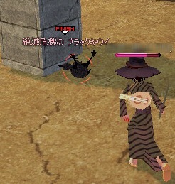 絶滅危機のブラックキウイ