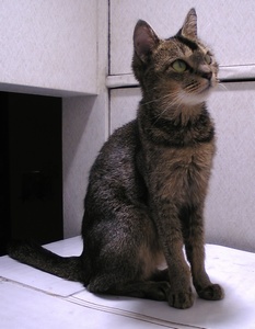 �u������Ȃ���