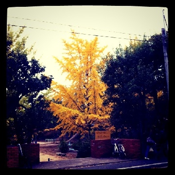 �߂��̌����̃C�`���E