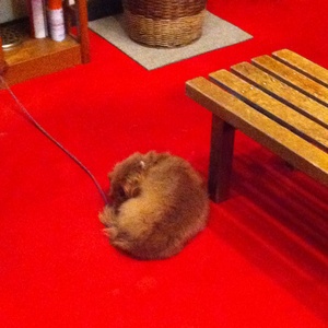 �h�̎�����