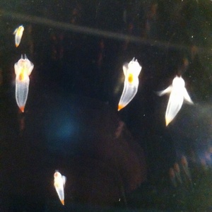 ���H������ 29