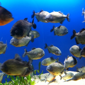 ���H������ 33